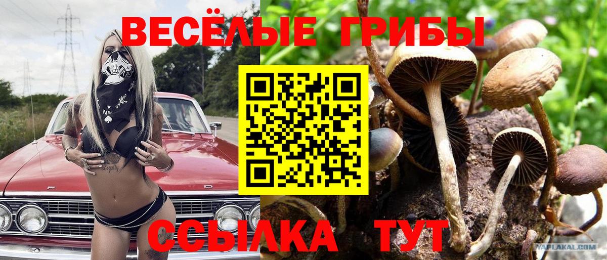 Псилоцибиновые грибы Cubensis Ноябрьск